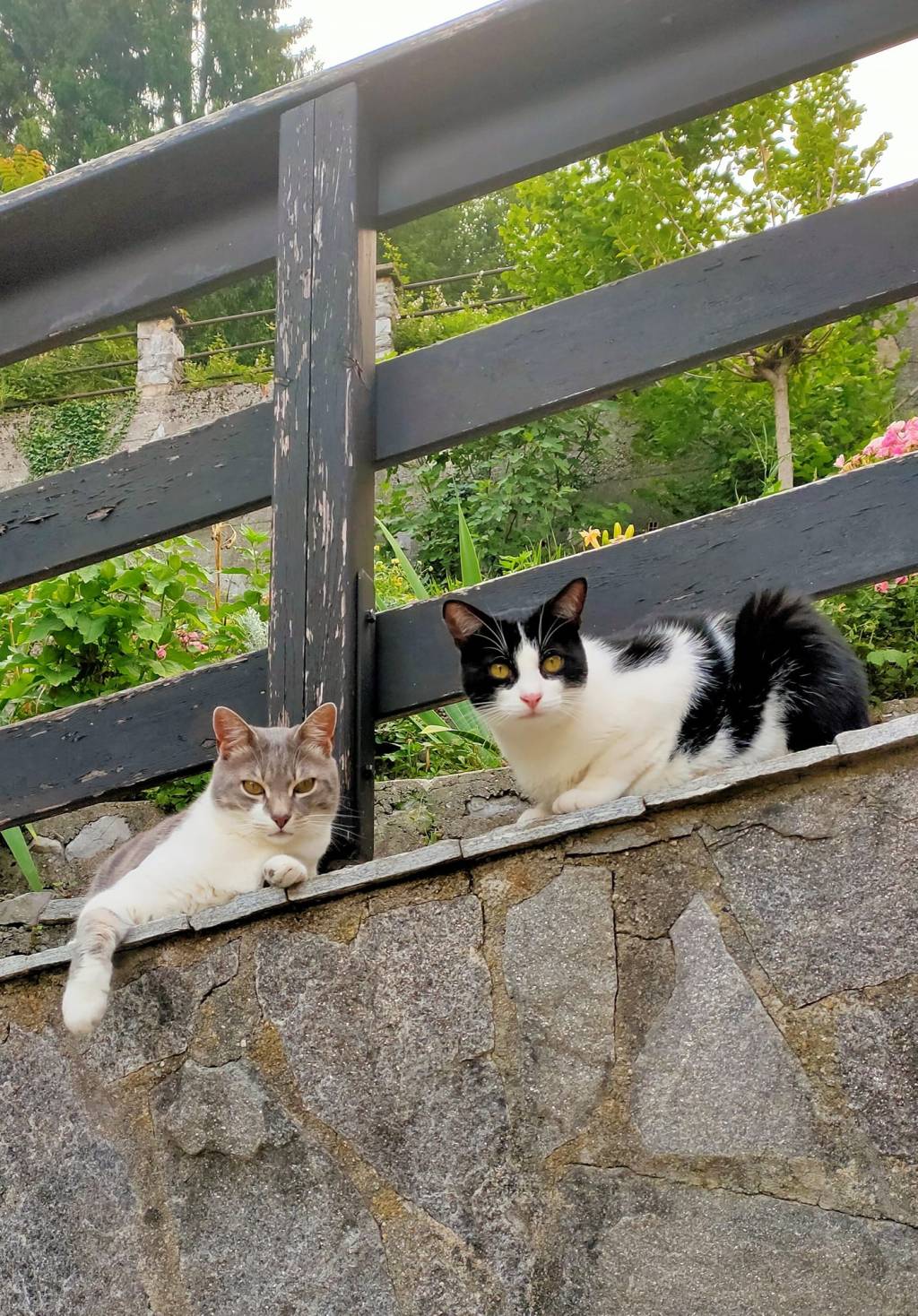 Due code e una lettiera