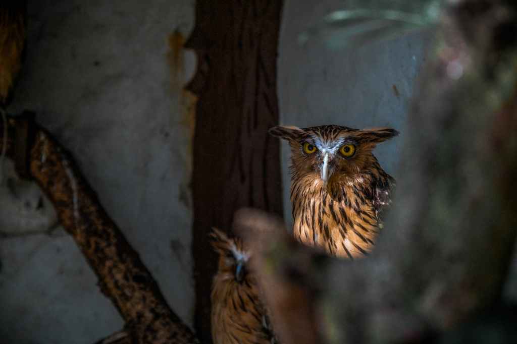Storia di un pipistrello e della farfalla che diventò sua amica cap. 5°